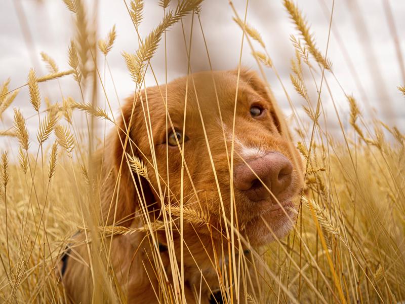 Un chien dans un pré où l'herbe est haute